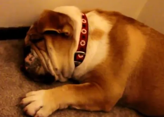 Vídeos perrunos anti-stress: los ronquidos felices de un Bulldog Inglés