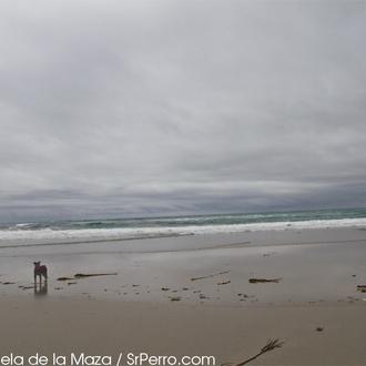 Buenas noticias: dos nuevas playas perrunas, en O Grove
