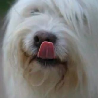 Llega el Poo-Wifi: las cacas de perro se convierten en …