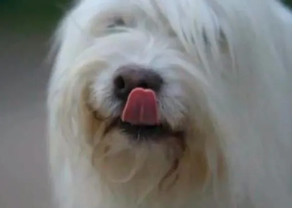 Llega el Poo-Wifi: las cacas de perro se convierten en WIFI gratis