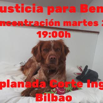 Convocan una concentración por Benito, el perro que ha sido …