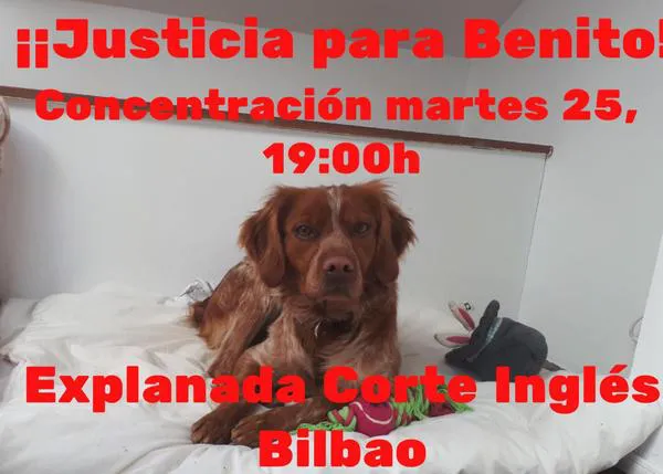 Convocan una concentración por Benito, el perro que ha sido maltratado hasta la muerte por su adoptante
