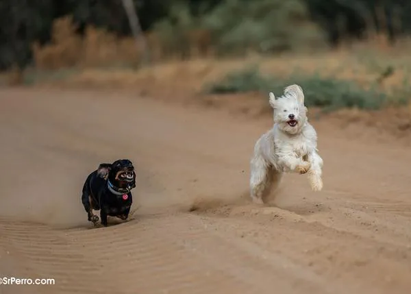 Planes perrunos solidarios y divertidos para el primer finde de octubre en Valencia, Madrid, en todos los centros de Tiendanimal...