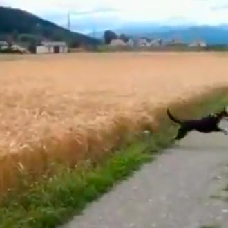 Un perro (muy) feliz y saltarín