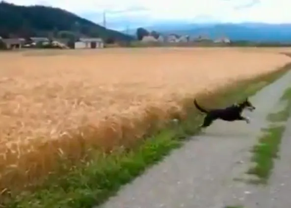 Un perro (muy) feliz y saltarín