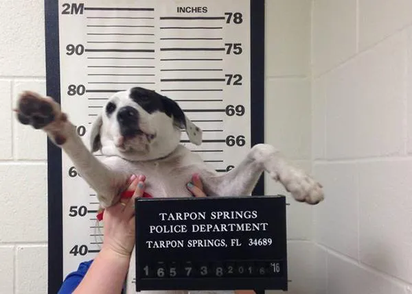La policía 