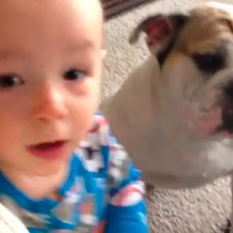 El Bulldog inglés y el bebé: una amistad con futuro …
