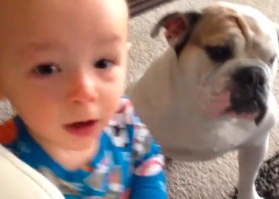 El Bulldog Ingles Y El Bebe Una Amistad Con Futuro Y Lametazos Srperro La Guia Para Animales Urbanos El Bulldog Ingles Y El Bebe Una Amistad Con Futuro Y Lametazos Srperro La Guia Para Animales Urbanos