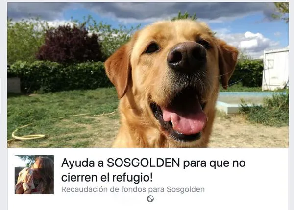 Los voluntarios de SOS Golden piden ayuda para conseguir que no se cierre su refugio