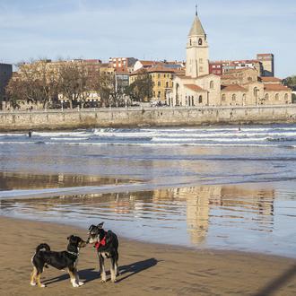 El Ayuntamiento de Gijón propone que los perros puedan estar …