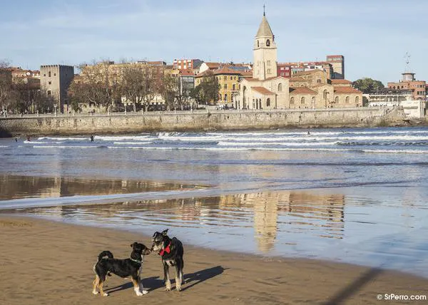 El Ayuntamiento de Gijón propone que los perros puedan estar en la Playa de San Lorenzo también en verano, en horario nocturno