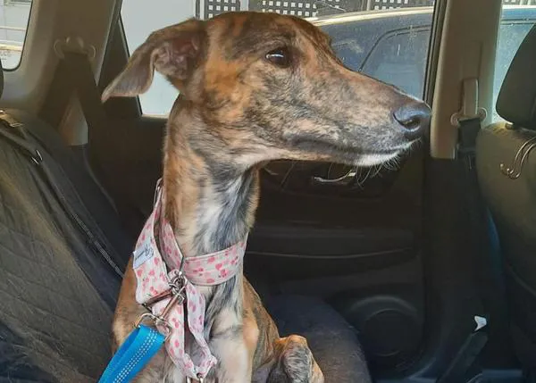 Proyecto Cañada necesita ayuda: están al límite porque muchos de sus perretes necesitan atención veterinaria