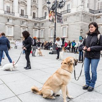 Preparan nuevos Flashmobs perrunos en toda España, serán el 31 …