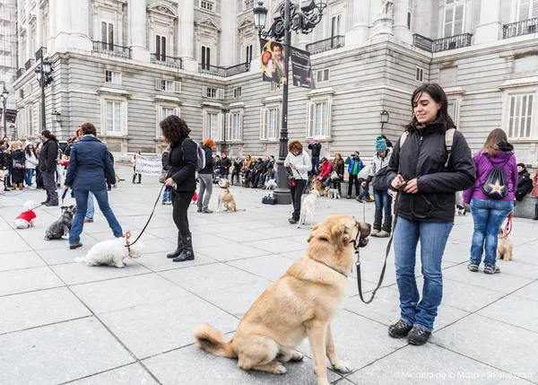 Preparan nuevos Flashmobs perrunos en toda España, serán el 31 de mayo