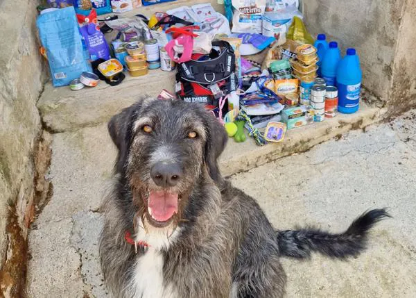 Las protectoras Abam i Apropa't necesitan ayuda urgente, ¡¡les obligan a abandonar su refugio!!