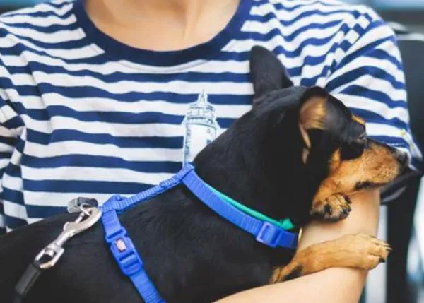 ¿Viajas con tu perro en la cabina del avión? Estas son las recomendaciones y consejos de IATA