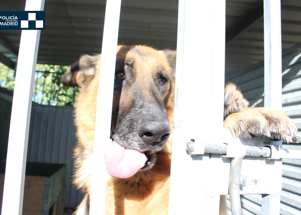 La Policía Municipal localiza un criadero y una residencia canina ilegales en Madrid