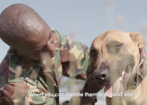 Los perros que salvan rinocerontes, los perros que ayudan a combatir a los furtivos en África
