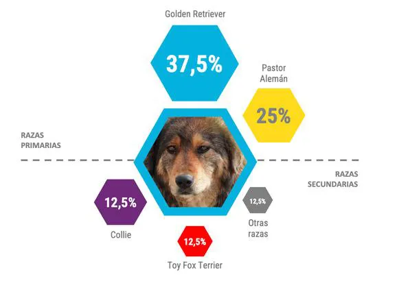 ¿Qué información hay en los genes de nuestro perro? Los tests de ADN canino vistos por dos familias