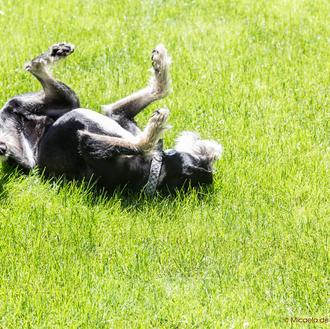Esterilización y castración en perros: beneficios, diferencias y falsos mitos