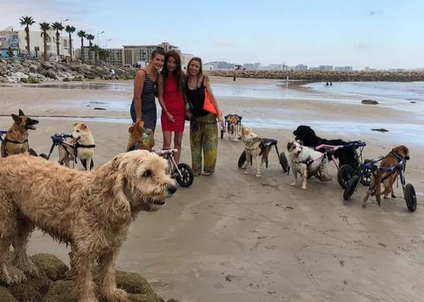 La felicidad de un día de playa para los perros discapacitados de un santuario en Tánger