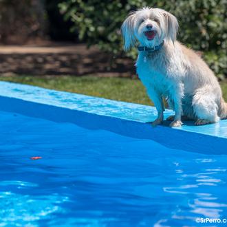 Recetas fáciles de helado para perros y el resultado... ¡perros …