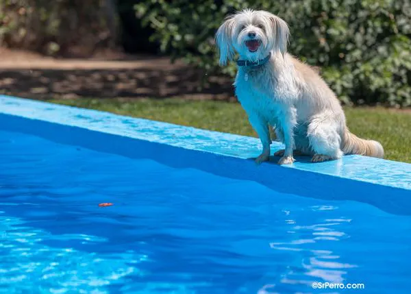 Recetas fáciles de helado para perros y el resultado... ¡perros muy felices!