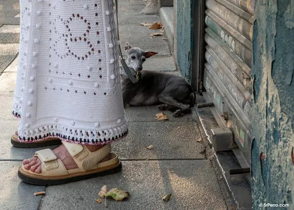 ¿Qué es el duelo anticipado para las personas que conviven con perros y cómo intentar gestionarlo?