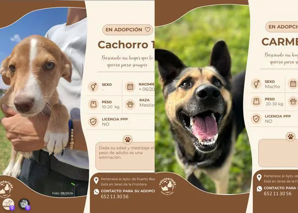 Mas de 200 animales en la perrera: piden ayuda desde el Voluntariado Bahía de Cádiz para correr la voz, para que haya acogidas o adopciones