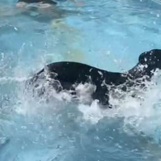 Una pool party canina extra feliz: la fiesta de despedida …