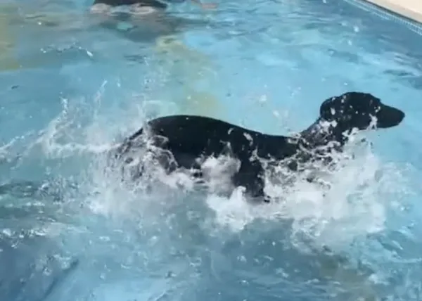 Una pool party canina extra feliz: la fiesta de despedida de 13 perros adoptados en Galgos del Sol