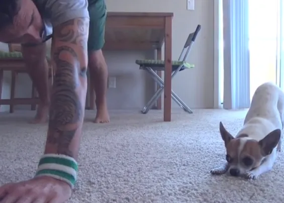 Chihuahua Yoga, el mejor ejercicio canino-humano para el verano 
