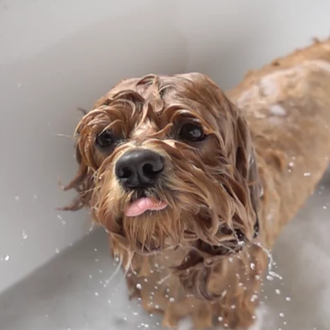 ¿Cuándo puedo bañar a mi can? ¿Si baño a un …