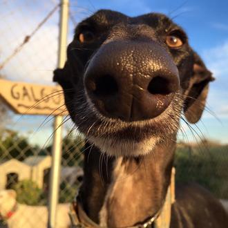 Algunos perros han comenzado 2016 con buena pata: han sido …