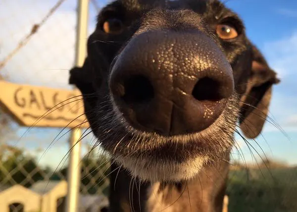 Algunos perros han comenzado 2016 con buena pata: han sido rescatados