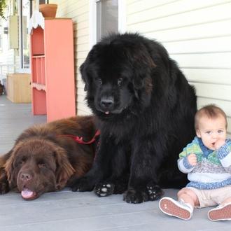 Los perros más grandes generan carcajadas y dosis de ternura …