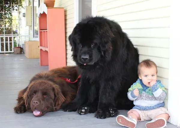 Los perros más grandes generan carcajadas y dosis de ternura aún mayores