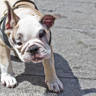 Operación pulga: cómo detectar si tu perro se rasca porque …