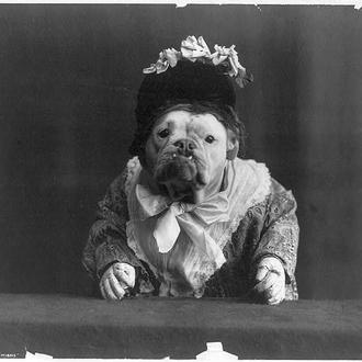 Fabulosos retratos de Bulldogs ingleses disfrazados, en 1905