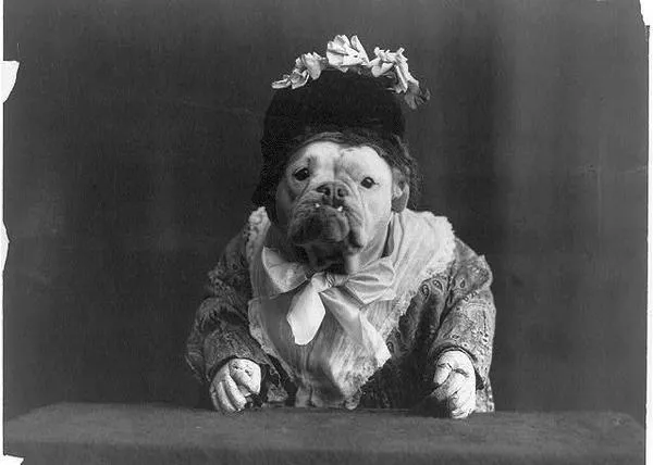 Fabulosos retratos de Bulldogs ingleses disfrazados, en 1905
