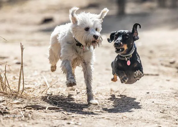 No es juego todo lo que reluce: comportamientos caninos que pueden ser malinterpretados