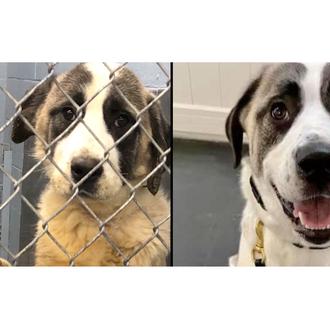 El maravilloso reencuentro de dos amigos perros: canes salvajemente maltratados …