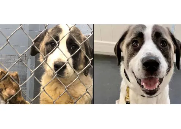 El maravilloso reencuentro de dos amigos perros: canes salvajemente maltratados y ahora felices