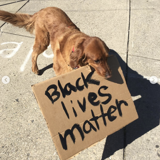 Buddy (y Baboy), los perros virales que se han sumado …