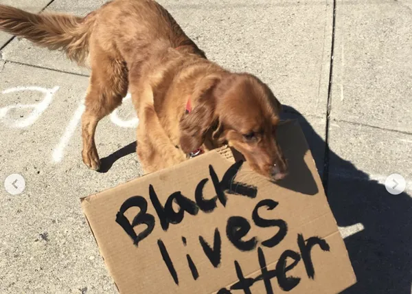 Buddy (y Baboy), los perros virales que se han sumado a las manifestaciones de #BlackLivesMatter