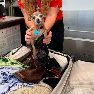 La chihuahua aventurera: una perra se esconde en la maleta …