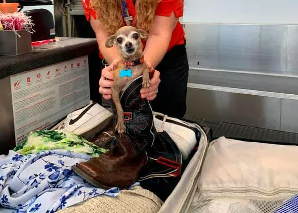 La chihuahua aventurera: una perra se esconde en la maleta de sus humanos y la encuentran justo antes de embarcar