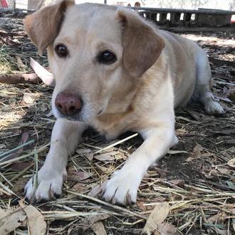 El santuario de los perros (y cerdos, ratas, vacas, conejos …