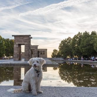 De turismo con perro: repaso a vídeos promocionales que dan …