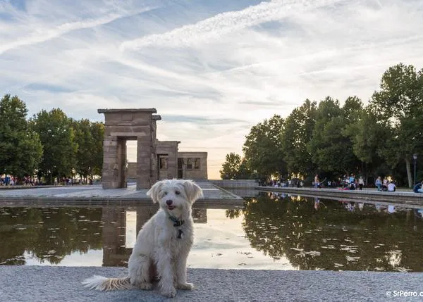 De turismo con perro: repaso a vídeos promocionales que dan ganas de viajar a Londres, Ashville, Escocia, Carmel...